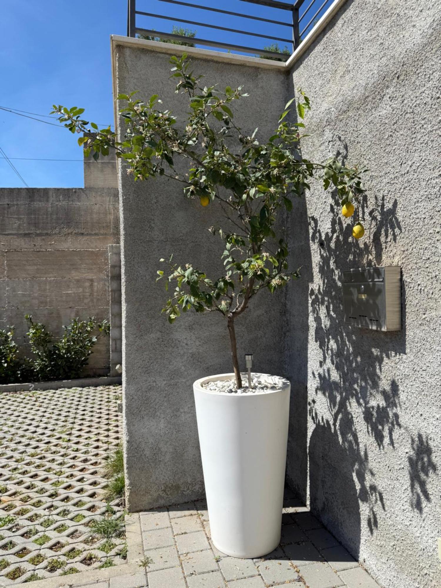 Lemon Tree Dubrovnik Apartments Esterno foto